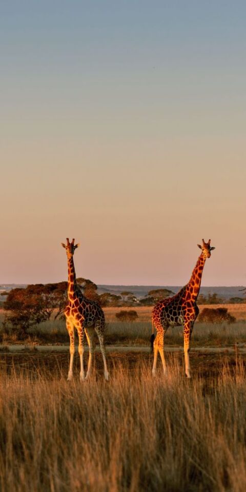 Credit to Monarto Safari Resort
